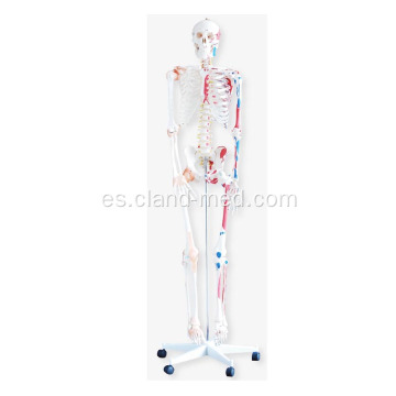 Esqueleto con músculos y ligamentos 180cm alto